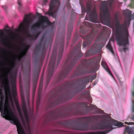 Kalibos Cabbage Allotment