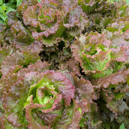 Lettuce Maravilla de Verano Kitchen Garden Seeds
