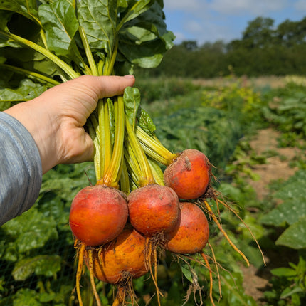 Orange Open Pollinated Beetroot Wintersonne