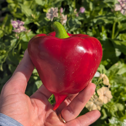 Red Sweet Pepper Lesya