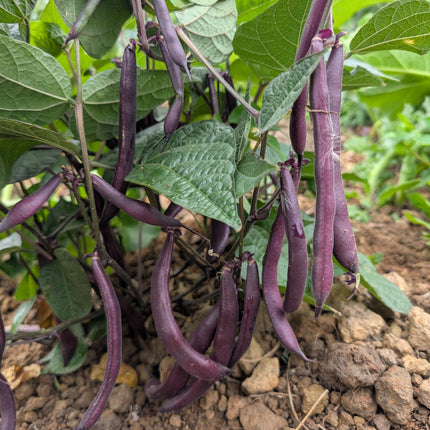 Purple Beans Growing Variety Blooming Prairie