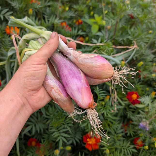 Shallot Cuisse du Poulet de Poitou