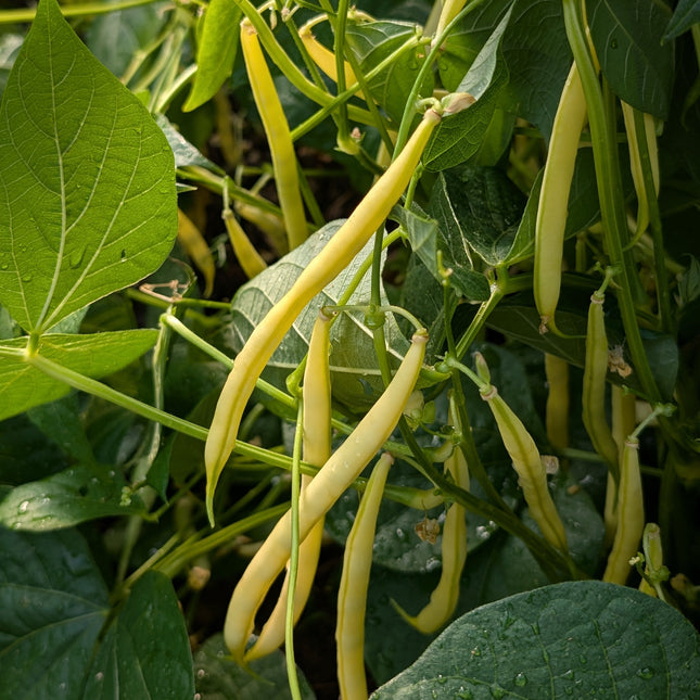 Dwarf French Bean Dior laiden with Yellow Pods