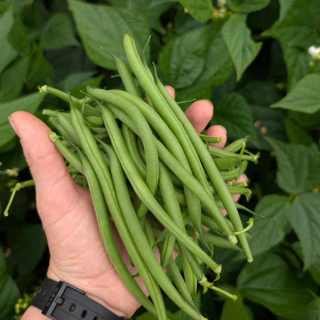 Faraday French Green BEans grown from seed uk