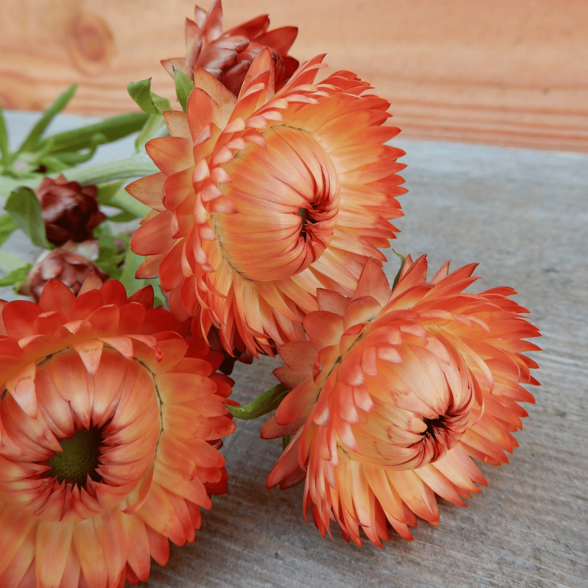 Fresh Salmon Roses Buy Helichrysum 'Salmon Rose' Seeds – Winnow Farm Seeds