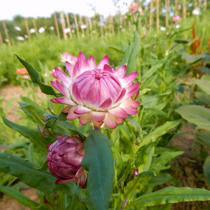 Grow your own strawflowers organic