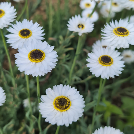 Helipterum Pierrot seeds uk