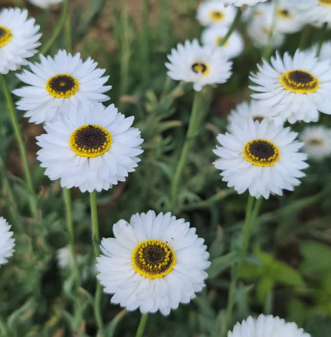 Helipterum Pierrot seeds uk