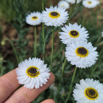 Everlasting Strawflower Pierrot