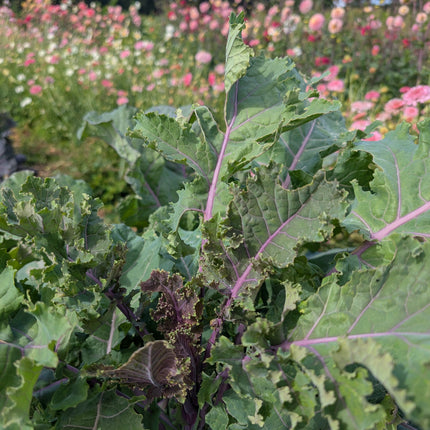 Buy Heirloom Kale Seeds Cottagers