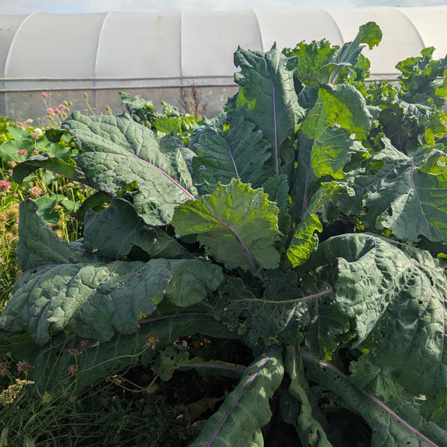 Cottagers British Heirloom Kale