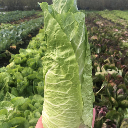 Sugar loaf chicory pan di zucchero seeds
