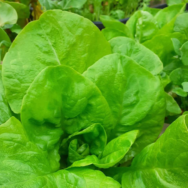 Winter Lettuce 'Winter Crop'
