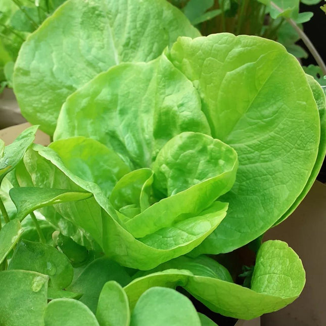 Cool Greens - Winter Salad Seed Collection
