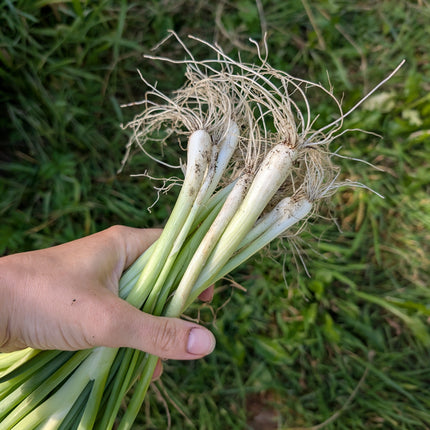Ishikura spring onions freshly harvested