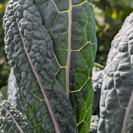Nero Di Toscana Heirloom Kale