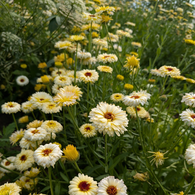 Ivory princess yellow calendula grown from seed