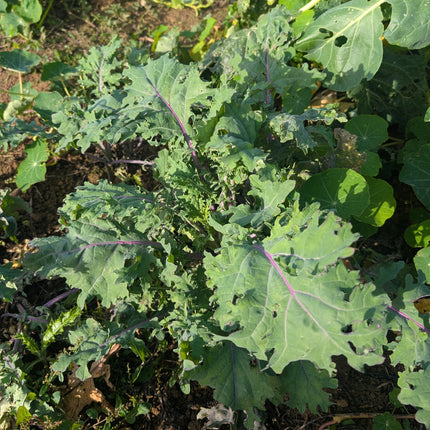 Grow Your Own Red Russian Kale