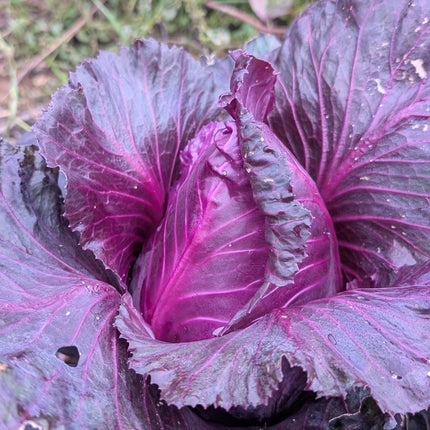 Kalibos Red Cabbage Heart