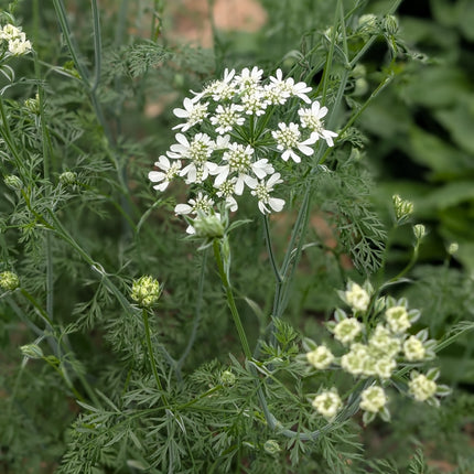 Hardy Annual Seed Collection | Peachy Pink