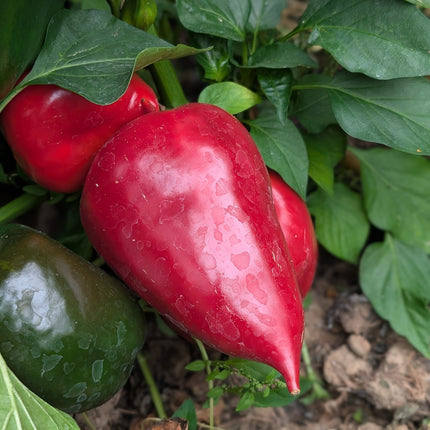 Eastern European Sweet Pepper Lesya