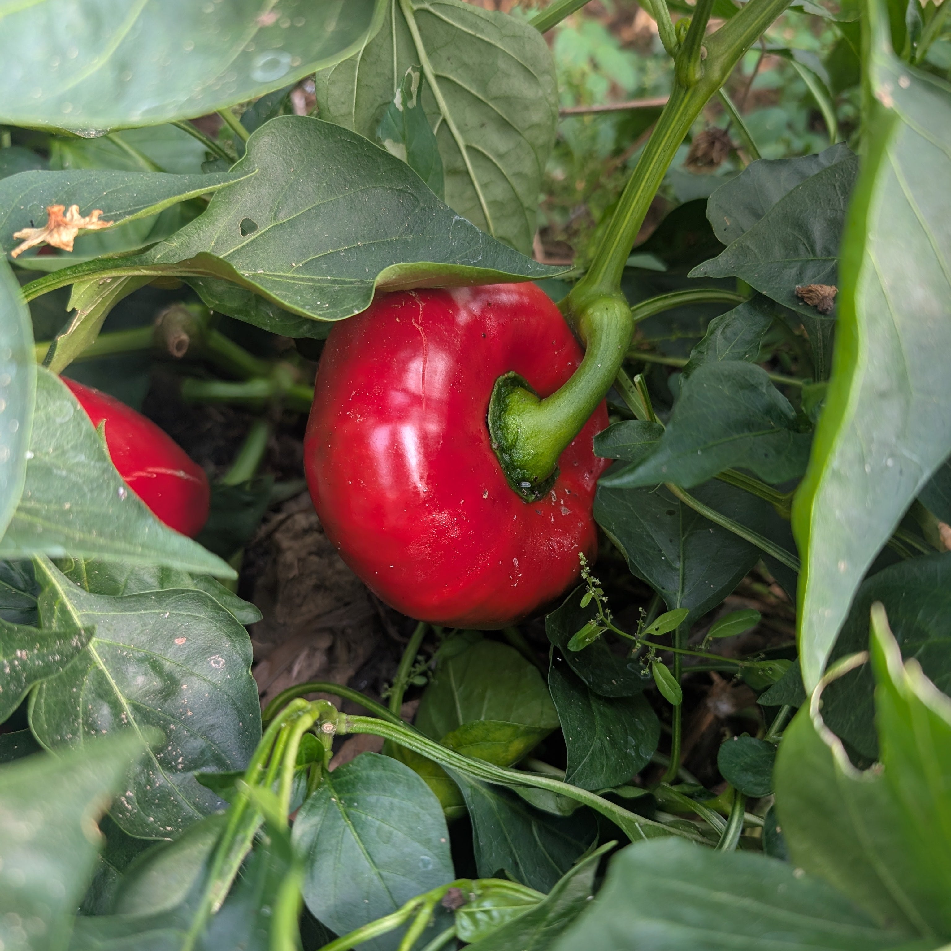 Buy Sweet Pepper 'Lesya' Seeds | Ukranian Heirloom | UK – Winnow Farm Seeds