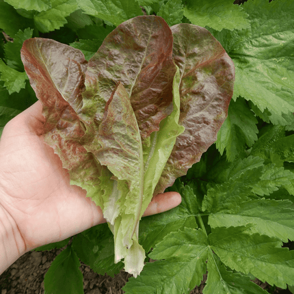 Grow your own butterhead lettuce Roxy