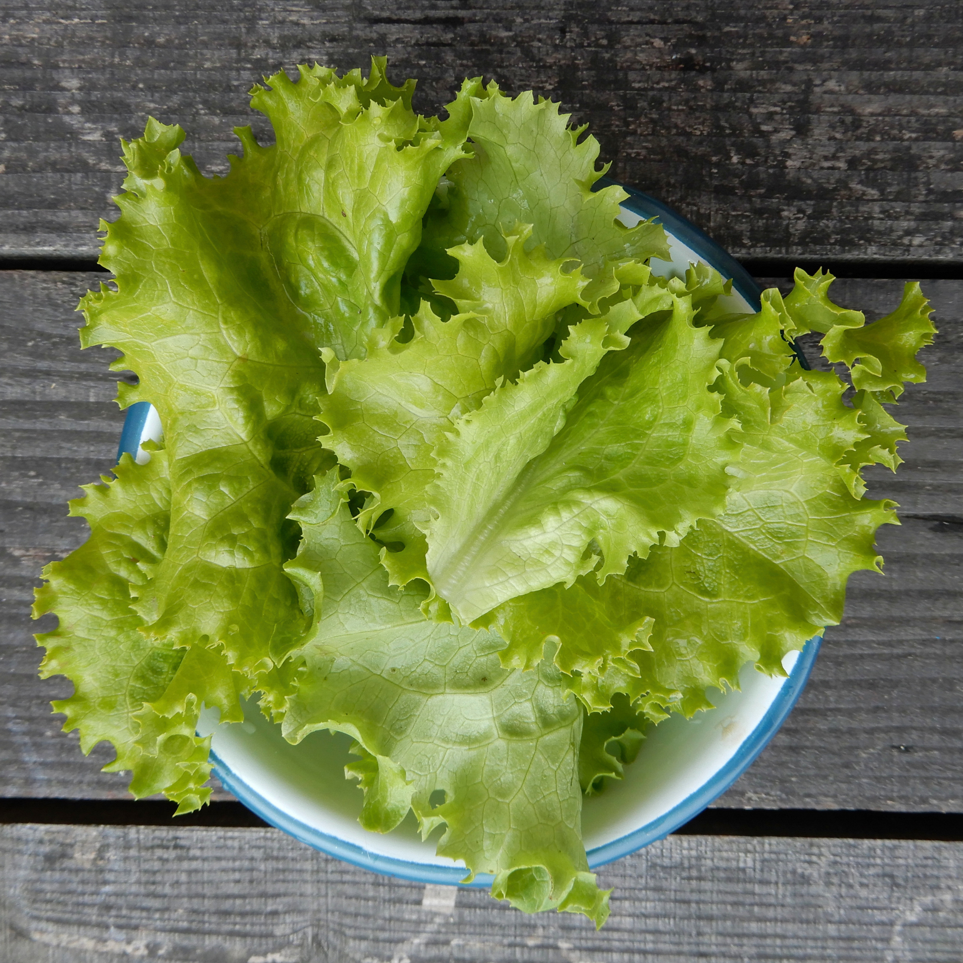 Grow your own crisp lettuce