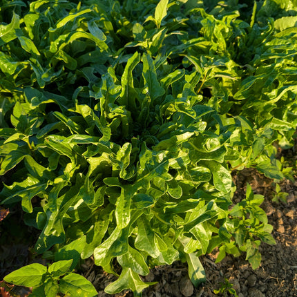 Lettuce Cerbiatta in Kitchen Garden UK
