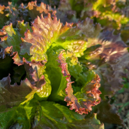 Bronze tinted green lettuce leaves 