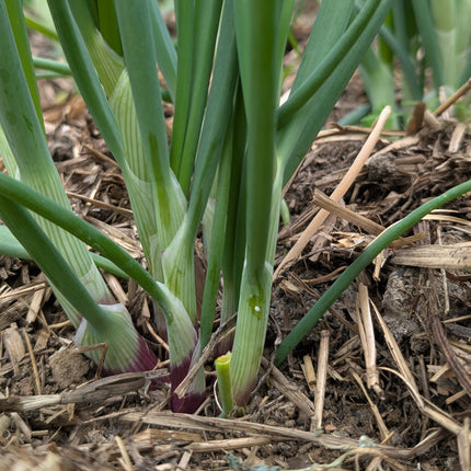 Lilia Spring onions kitchen garden