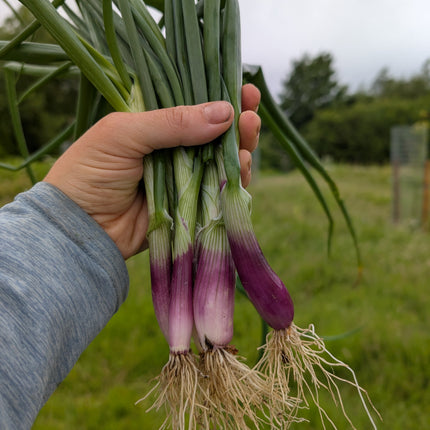 Lilia Red Spring Onions