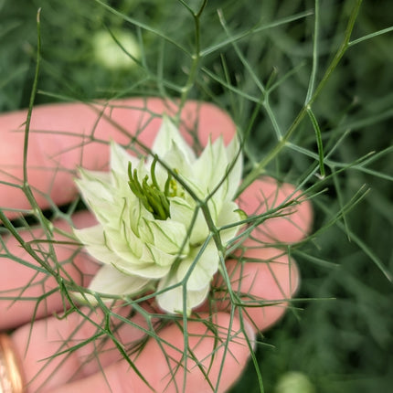 Nigella flower albion green pod