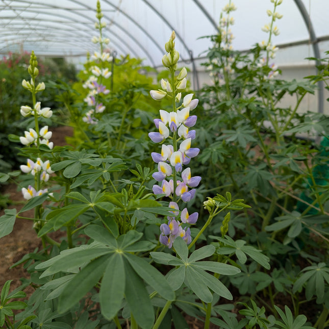 Lupin Lilac javelin in cut flower garden