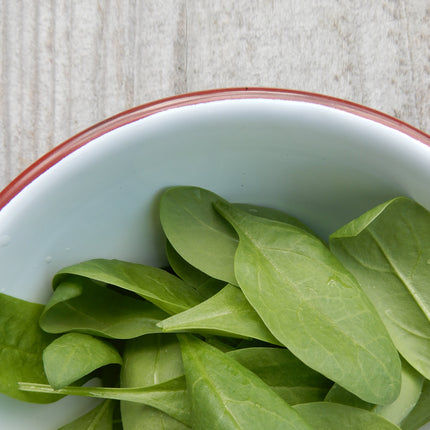 Winter hardy spinach grow your own matador seeds