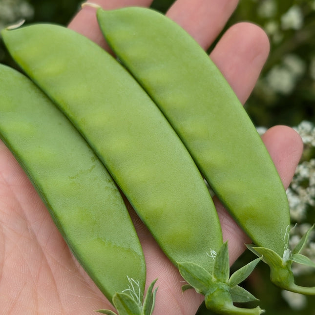 Carouby de Maussane Peas