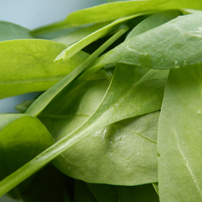Open pollinated home grown spinach matador