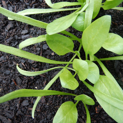 Matador spinach seedlings