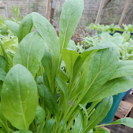 container grown vegetable seeds