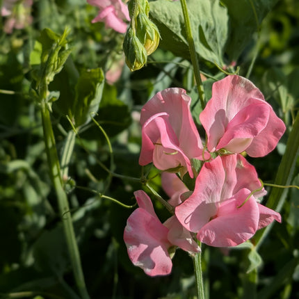 Sweet Pea 'Mrs R Bolton'