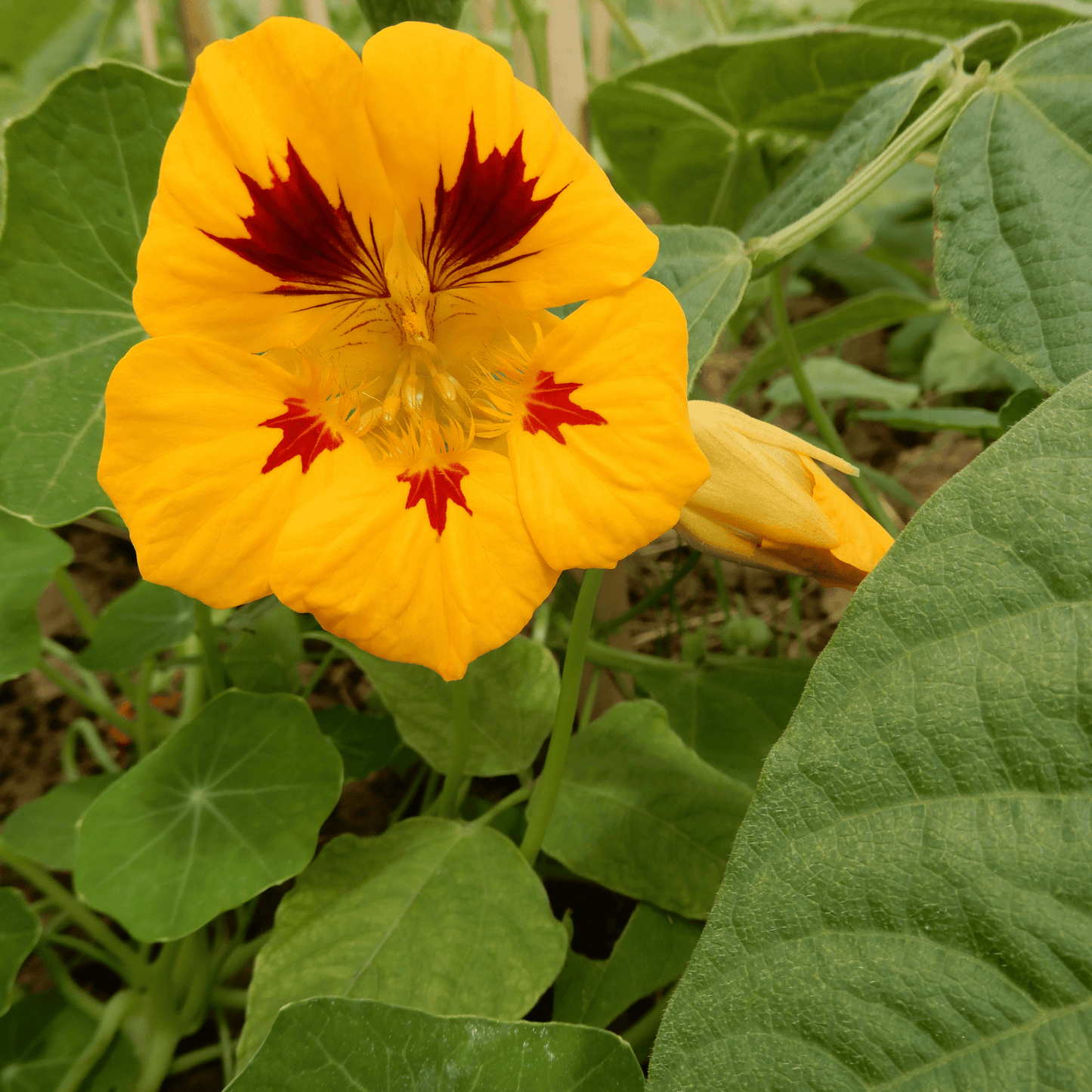 Edible flower seeds