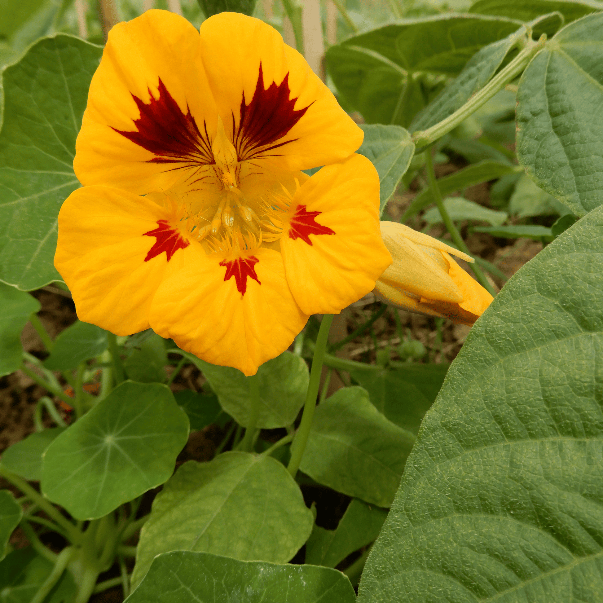 Edible flower seeds