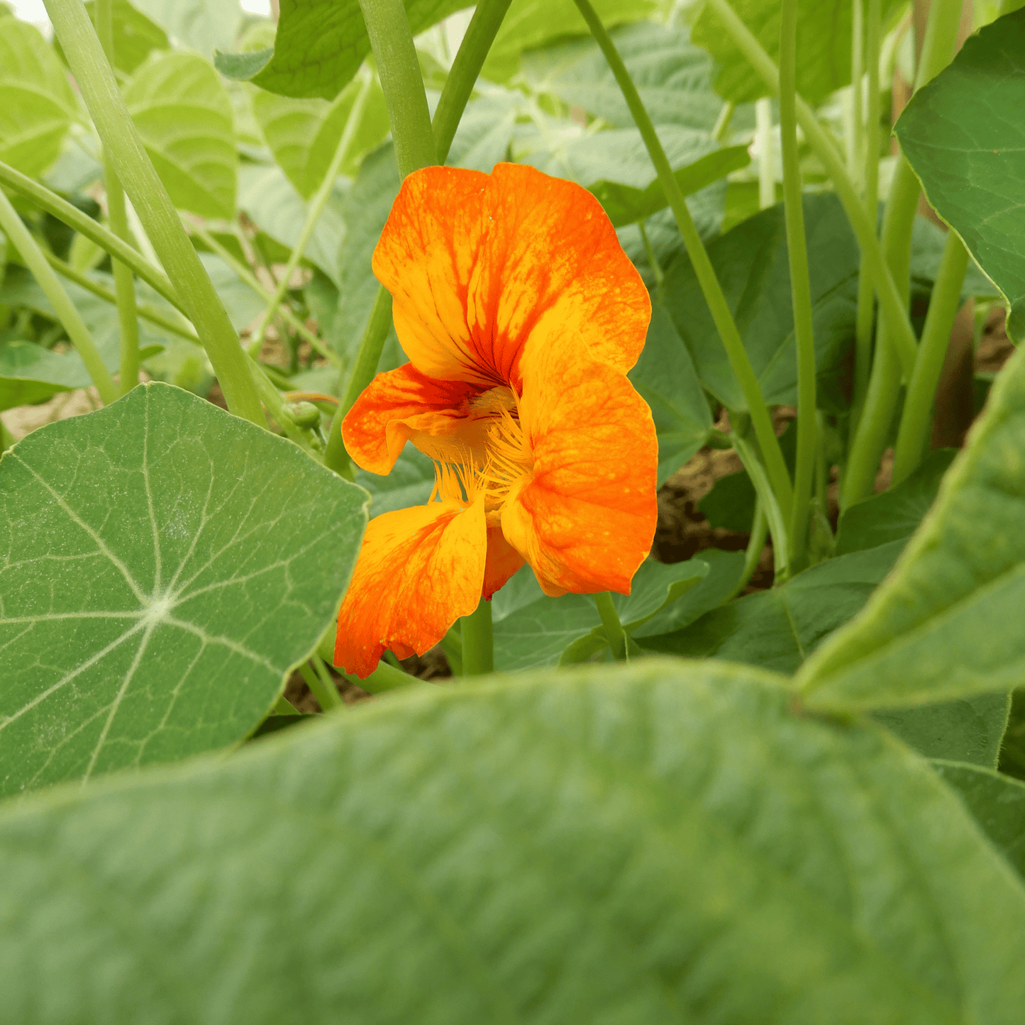 Grow your own nasturtium