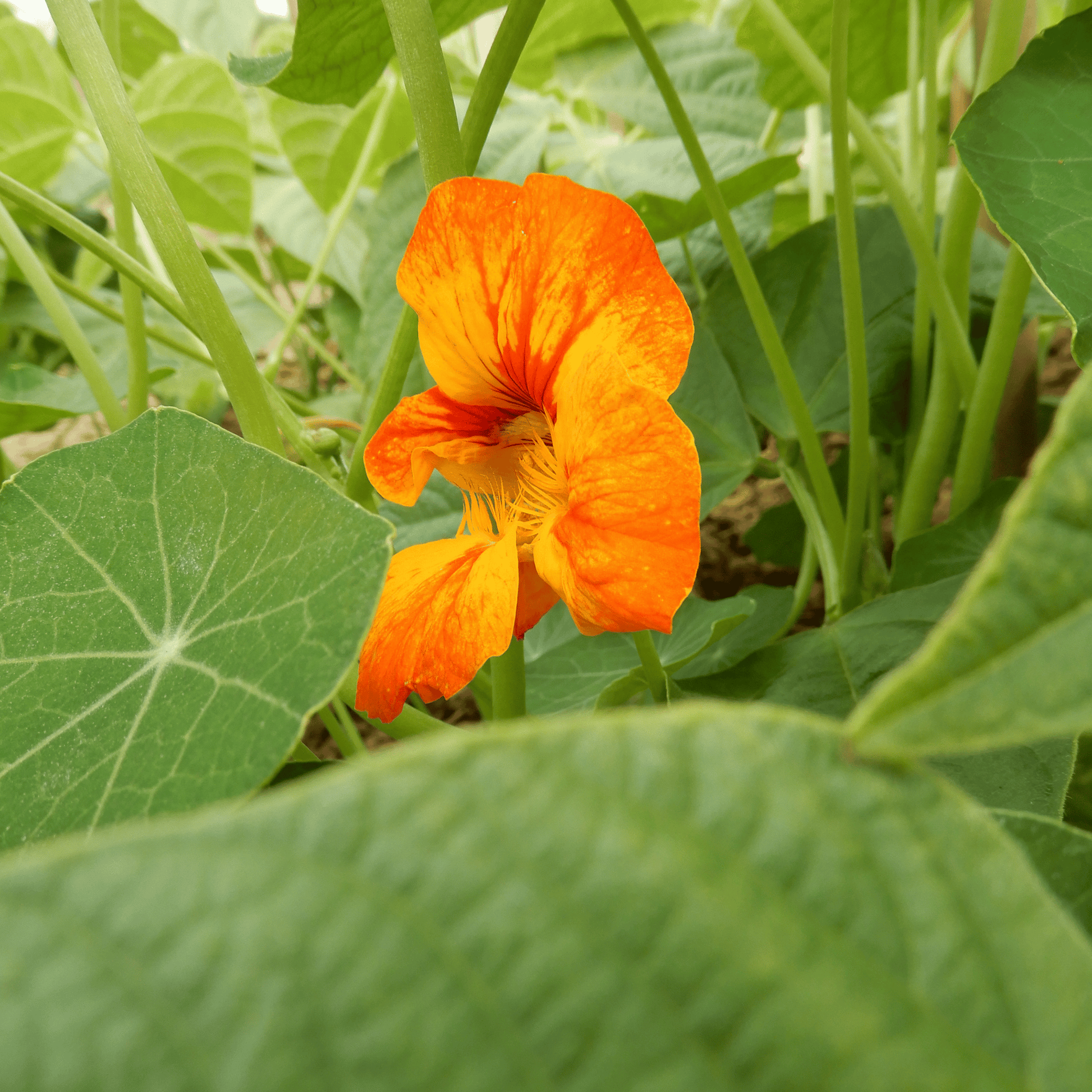 Grow your own nasturtium