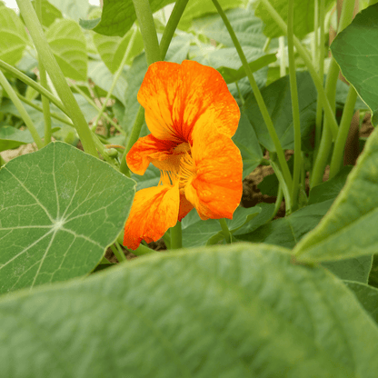 Grow your own nasturtium