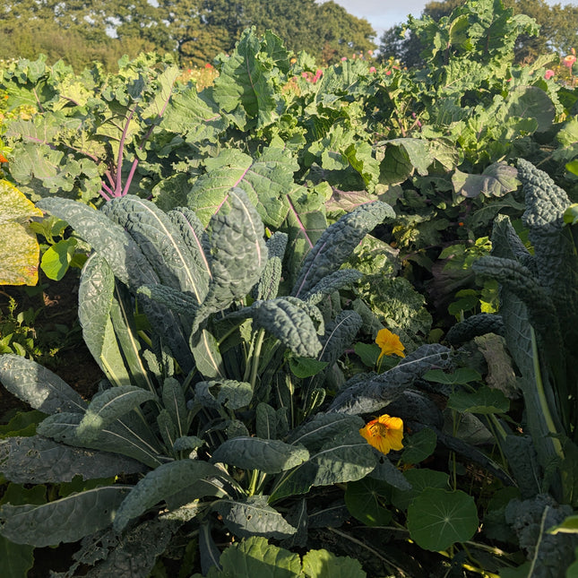 Cavolo Nero Kale Grown From Seed