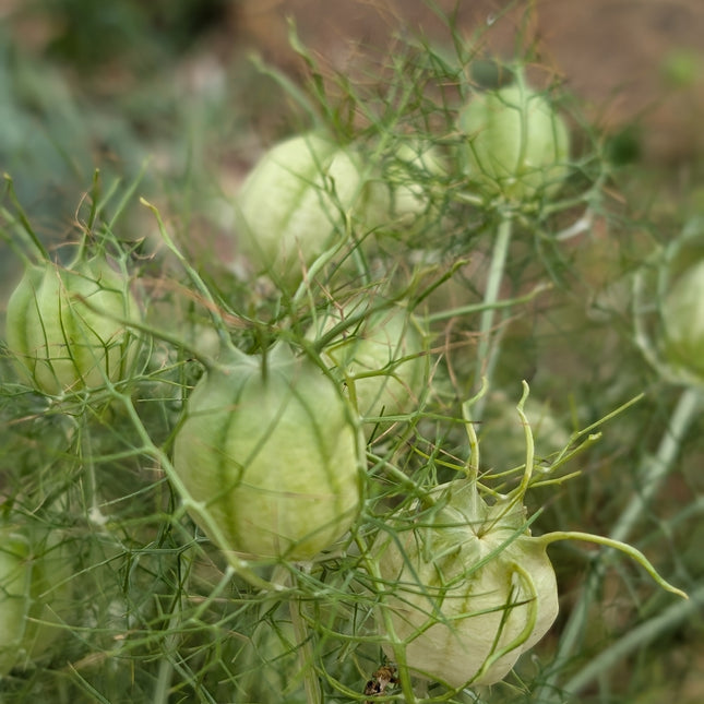 Nigella Seed Pods Albion Green Pod