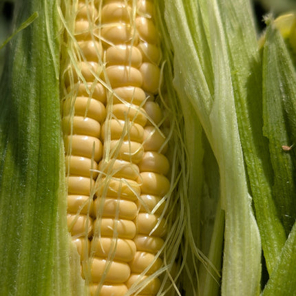 Golden Bantam Sweetcorn