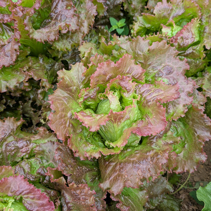 Lettuce Maravilla de Verano Growing UK