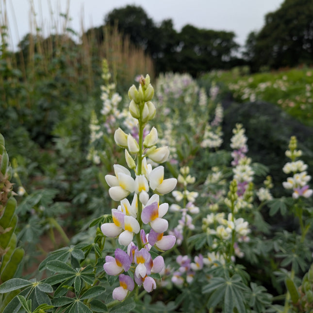 Lilac javelin lupin plants